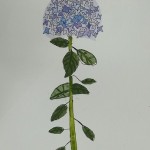 2025年6月19日(木)「あじさいを描く」「キャンバスに描こう」