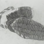 P1550418